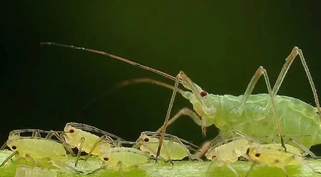 蚜虫的危害及防治