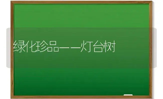 绿化珍品－－灯台树（图） | 植物科普