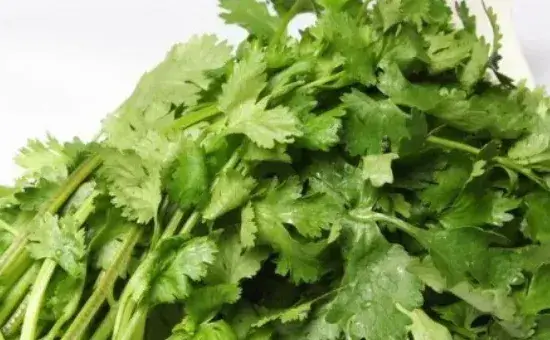 香菜徒长了就长不大了吗