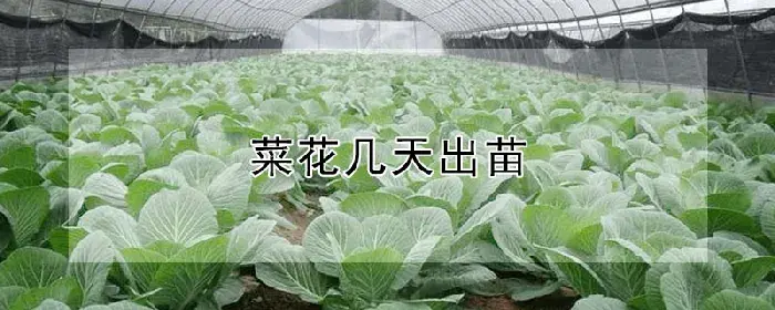 菜花几天出苗