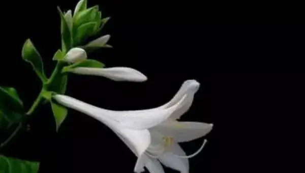 玉簪花怎么养 玉簪花养殖方法与注意事项