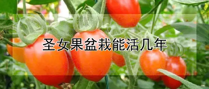 圣女果盆栽能活几年