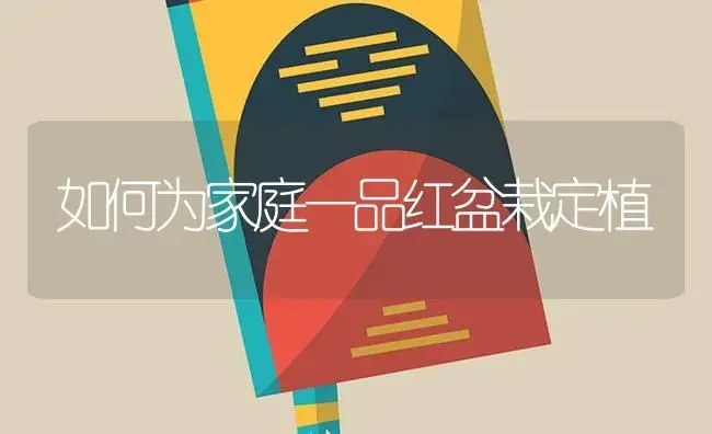 如何为家庭一品红盆栽定植 | 植物知识