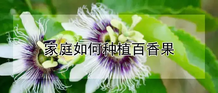 家庭如何种植百香果