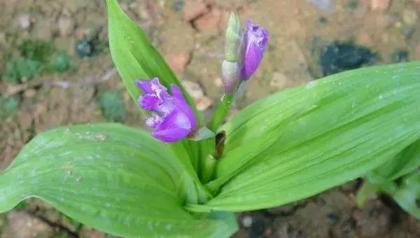 白芨种植前景怎么样 白芨种植是一年一收吗