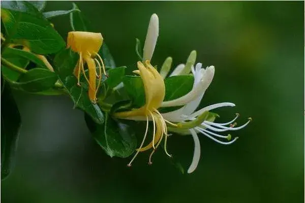 种植好项目