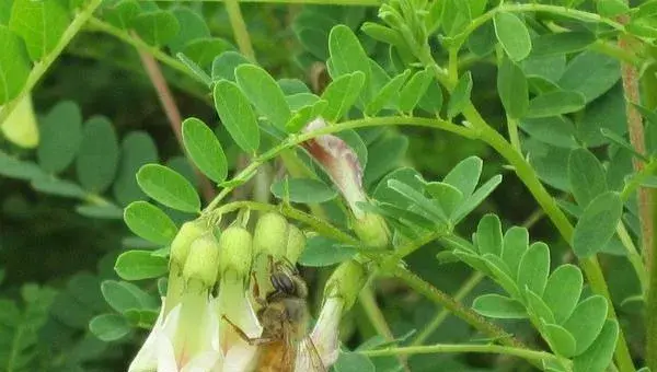 黄芩种植技术 黄芩产地在哪里