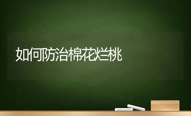 如何防治棉花烂桃 | 植物科普