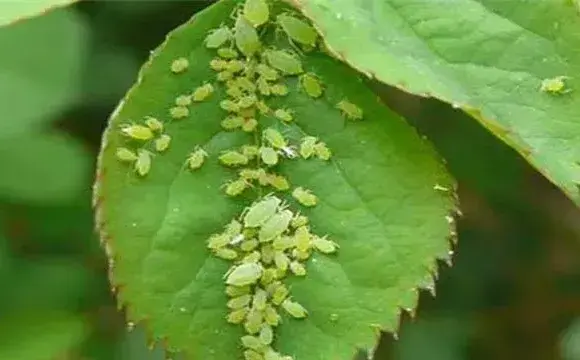 枸杞蚜虫怎么防治？出现了怎么办