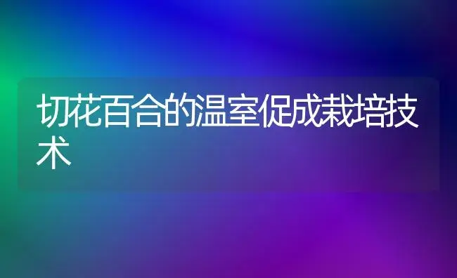 切花百合的温室促成栽培技术 | 植物科普