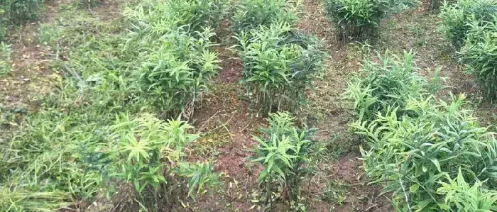 黄精种植条件和方法