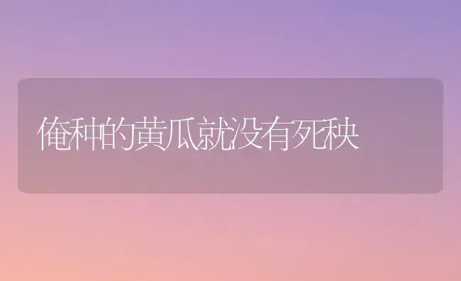俺种的黄瓜就没有死秧 | 植物科普