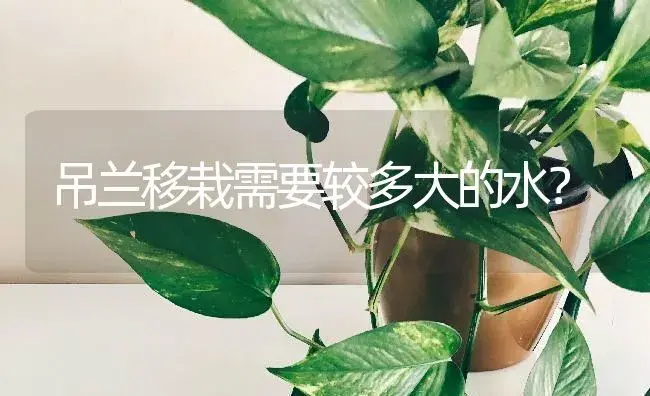 龙柏的季相变化？ | 植物问答