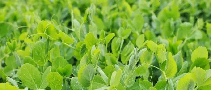 雪豆种植技术与管理方法