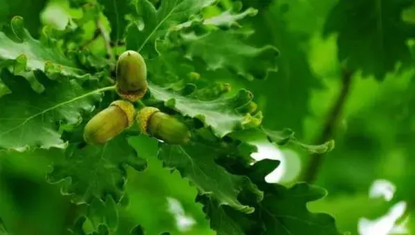 橡子种植技术 橡子果可以发芽种植吗