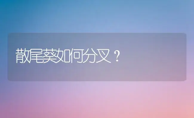 散尾葵如何分叉？ | 植物问答