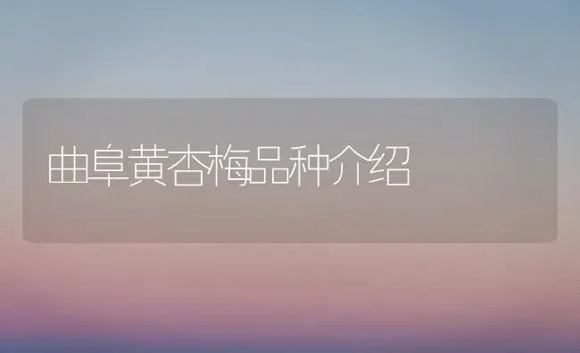 曲阜黄杏梅品种介绍 | 植物科普
