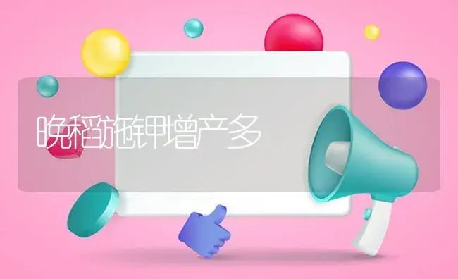 晚稻施钾增产多 | 植物资料