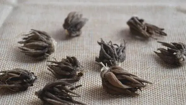 花毛茛种球怎么种 花毛茛种球种植方法
