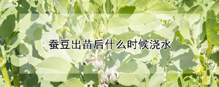 蚕豆出苗后什么时候浇水