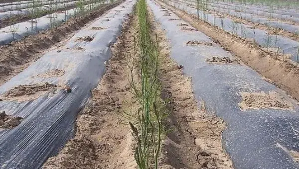 种植芦笋赚钱吗 芦笋种植前景分析