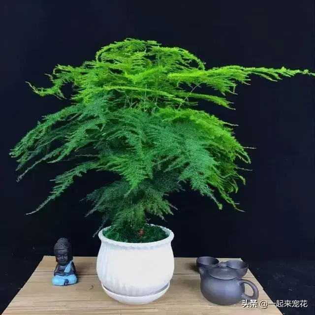 七月能修剪文竹吗？