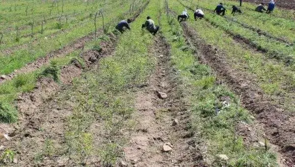 黄精种植条件和方法