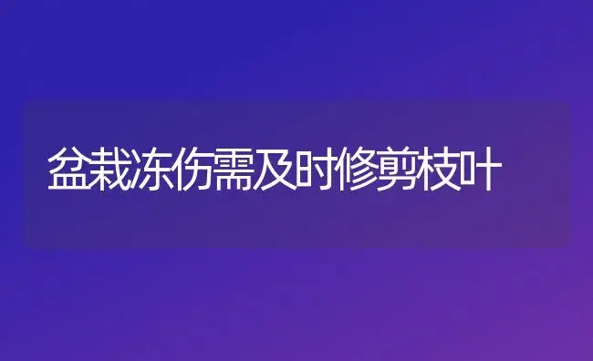 盆栽冻伤需及时修剪枝叶 | 植物知识