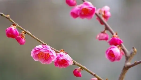 盆景梅花养殖方法与注意事项 梅花盆景怎么造型好看