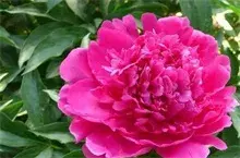 贺斯格乌拉牧场全力守护芍药花