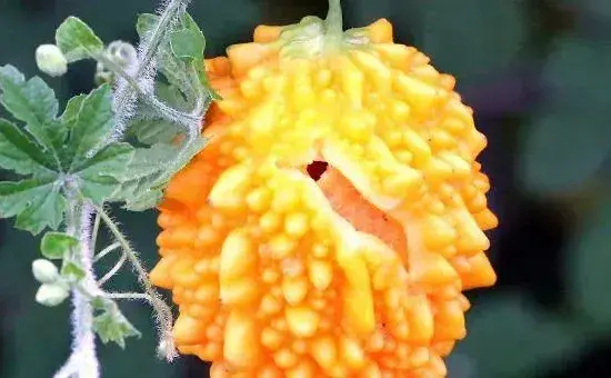 金铃子种植时间和方法，南方比北方的种植时间早