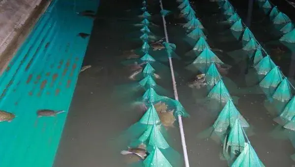 甲鱼的养殖新技术及注意事项