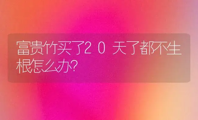 富贵竹买了20天了都不生根怎么办？ | 植物问答