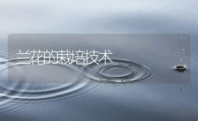 兰花的栽培技术 | 植物知识