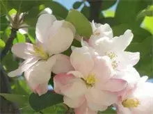 “紫月海棠”诞生记