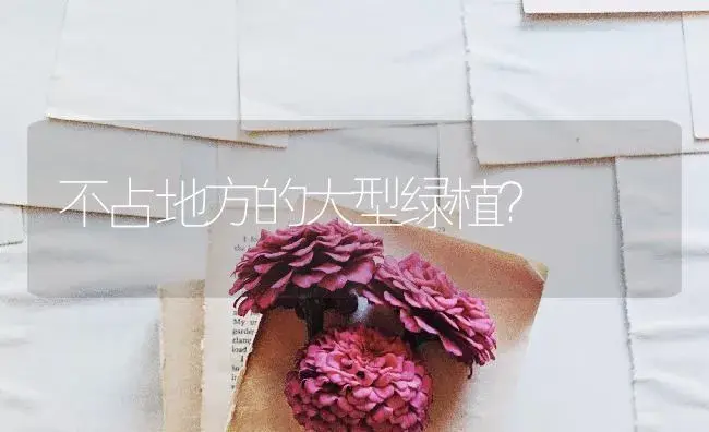 不占地方的大型绿植？ | 植物问答