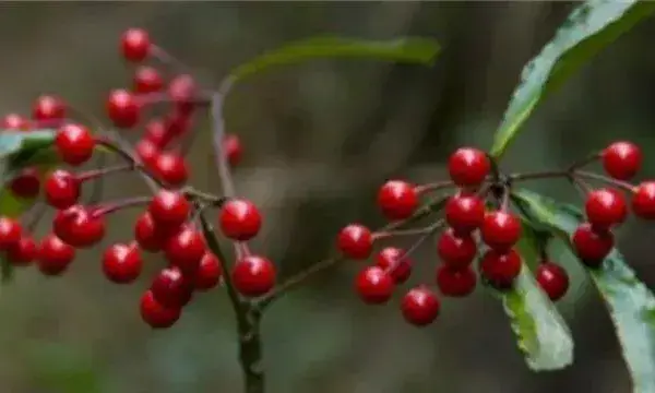 朱砂根的繁殖方法