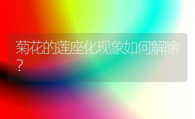 菊花的莲座化现象如何解除？ | 植物知识