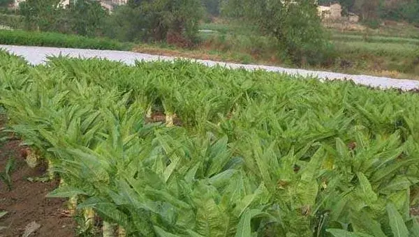 莴笋夏季怎么栽培能高产