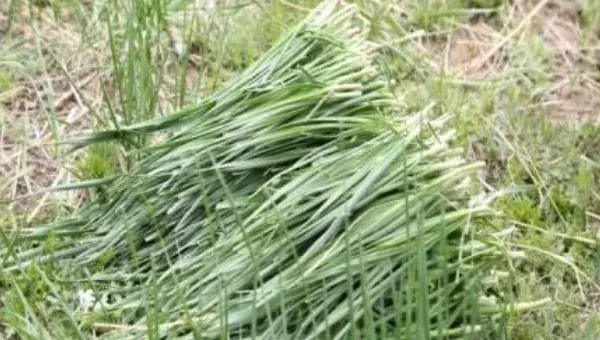 野韭菜可以人工种植吗 野韭菜高产栽培种植技术