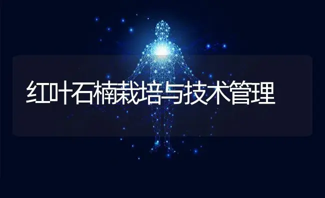 红叶石楠栽培与技术管理 | 植物科普