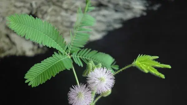 含羞草种子怎么种 含羞草什么时候种