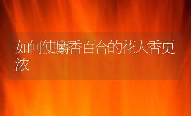 如何使麝香百合的花大香更浓 | 植物知识