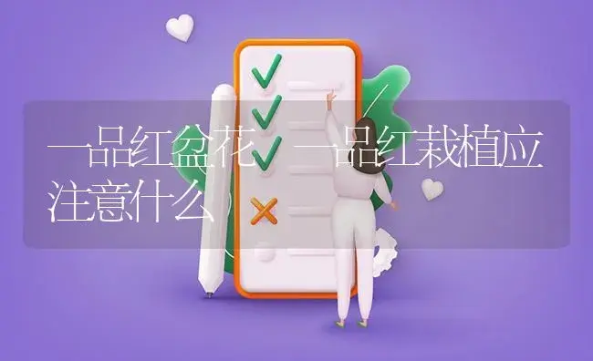 一品红盆花 一品红栽植应注意什么 | 植物知识