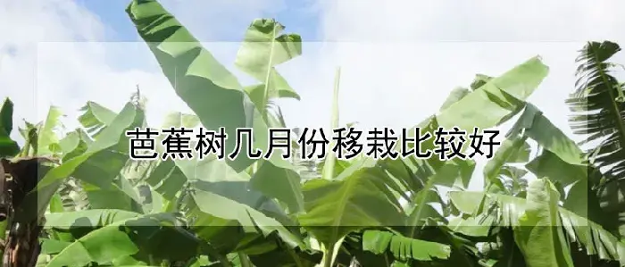 芭蕉树几月份移栽比较好