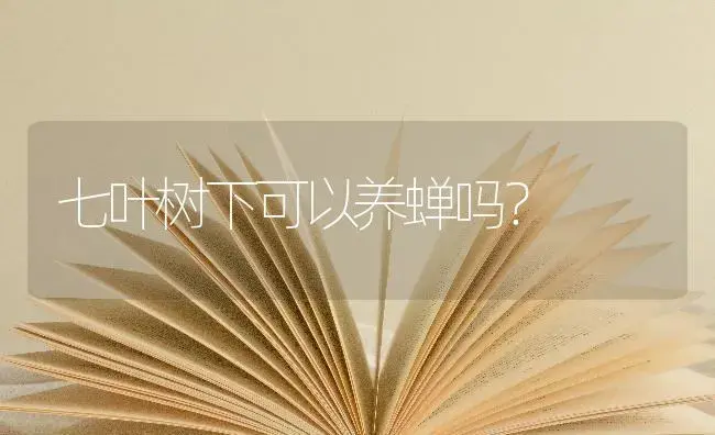 七叶树下可以养蝉吗？ | 植物问答