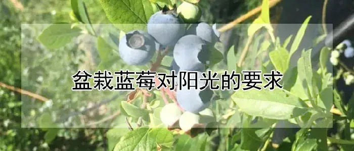 盆栽蓝莓对阳光的要求