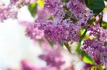 冬季大棚丁香种植防冻要点