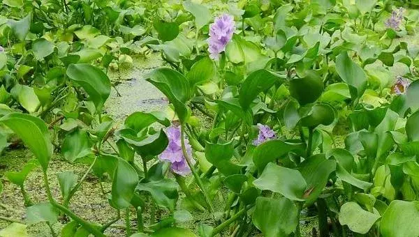 水葫芦如何放养管理