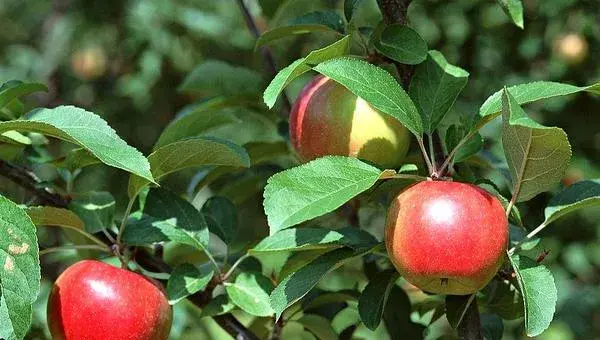 2018种苹果赚钱吗？苹果种植的利润与投资成本及前景预测